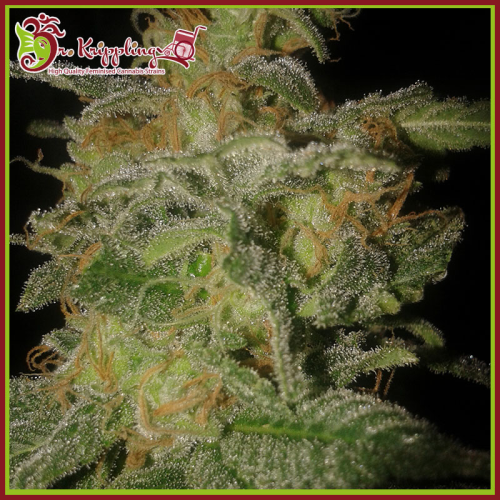 Dr. Krippling Seeds - Incredible Bulk Auto