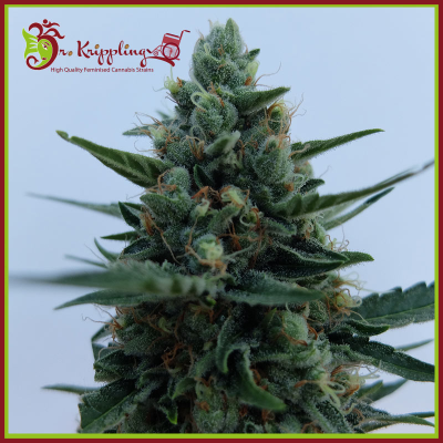 Dr. Krippling Seeds - White Rush Auto