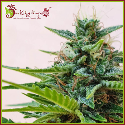 Dr. Krippling Seeds - Zesty Zkittlez Auto