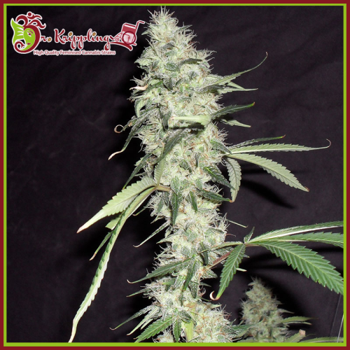 Dr. Krippling Seeds - Sonic Bloom Auto