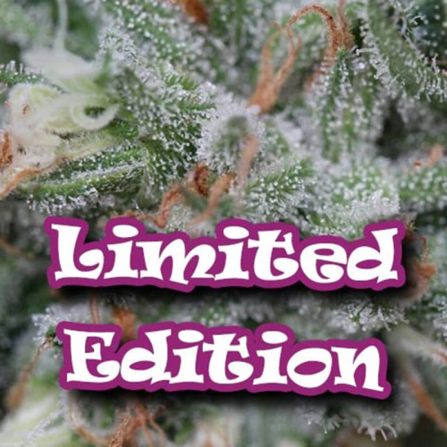 Dr. Underground - Gorilla OG