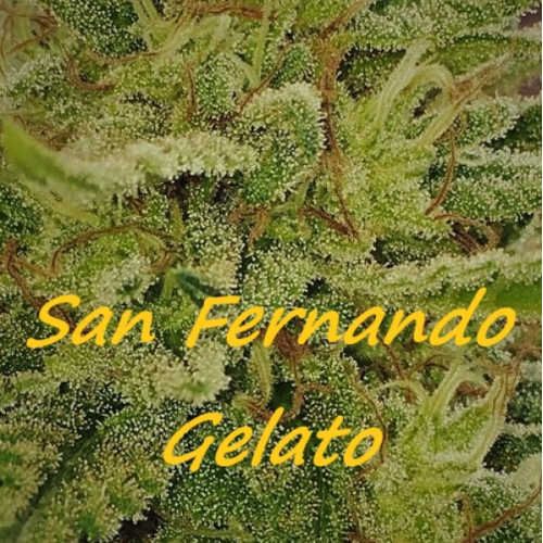 Dr. Underground - San Fernando Gelato