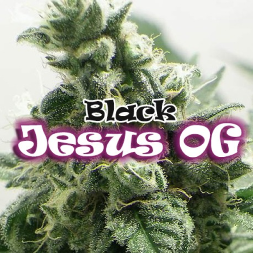 Dr. Underground - Black Jesus OG