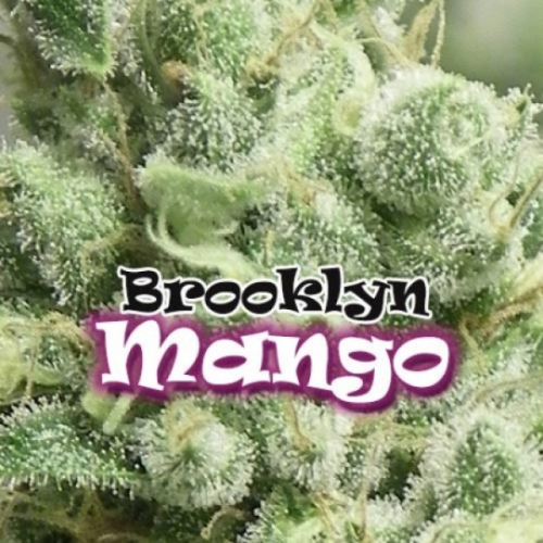 Dr. Underground - Brooklyn Mango