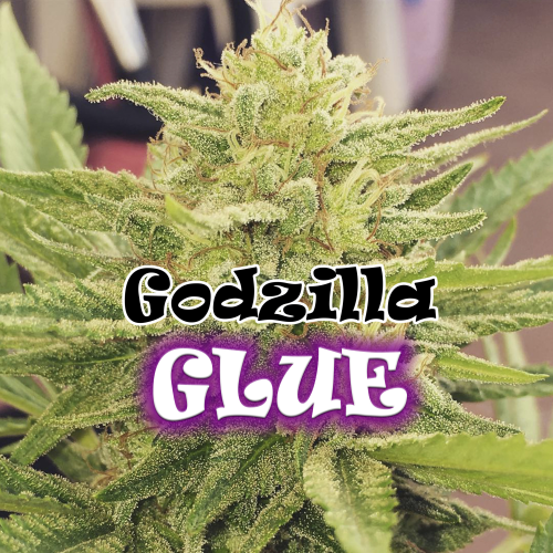 Dr. Underground - Godzilla Glue