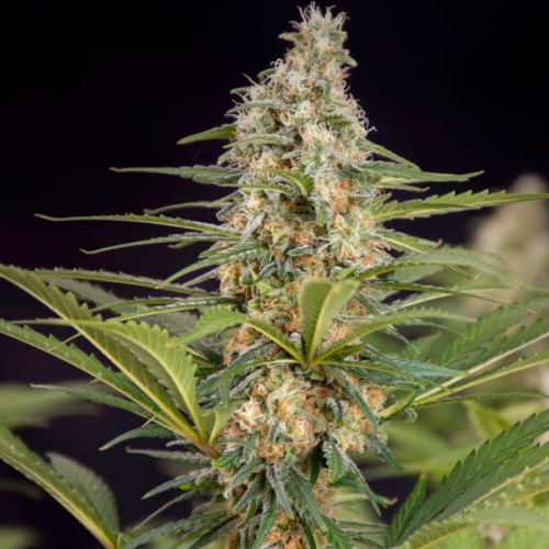 Doctors Choice - Cali Crasher