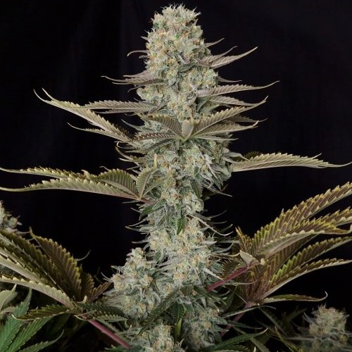 Doctors Choice - DC Kush