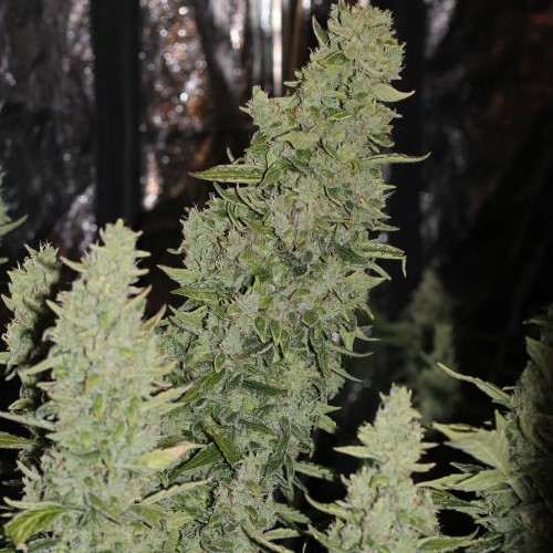 Doctors Choice - Niagara Auto