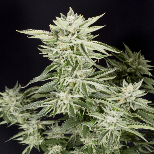 Elev8 Seeds - Sherbet S1