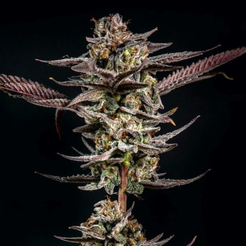 Elev8 Seeds - Gelato Kiss