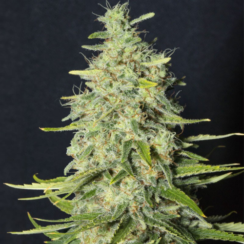 Eva Seeds - Monster CBD