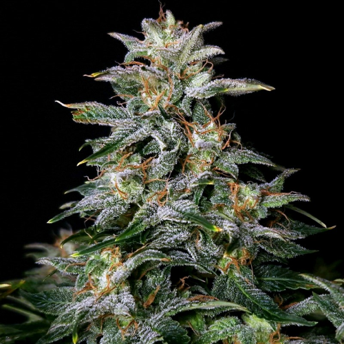 Doctors Choice - Lowryder Auto regular