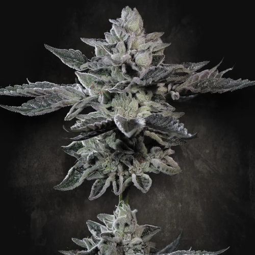 Paradise Seeds - G-Force