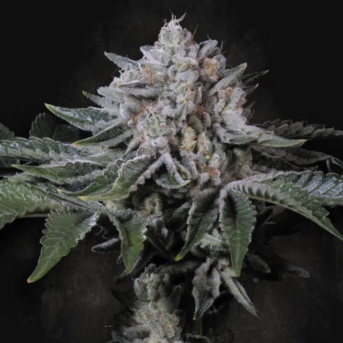 Paradise Seeds - Peach Frosting