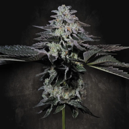 Paradise Seeds - Tropicana Crush