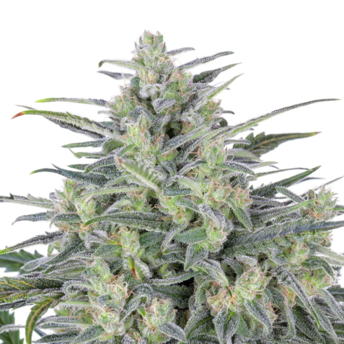 Expert Seeds - Critical Lights