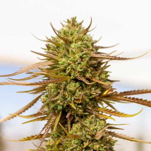 Expert Seeds - Expert Haze