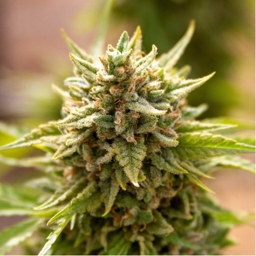 Expert Seeds - Fruit Salad