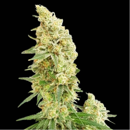 Expert Seeds - Gorilla Banana