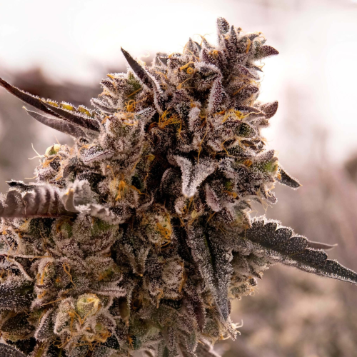 Expert Seeds - Gorilla Cookies