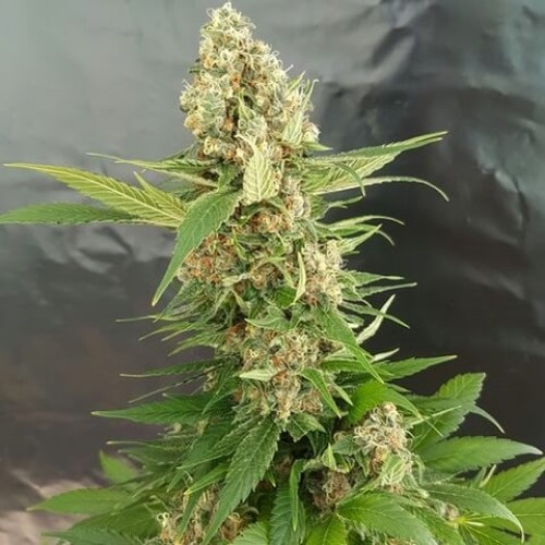 Expert Seeds - Gorilla Ice Cream