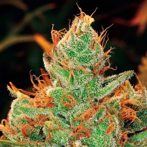 Expert Seeds - Gorilla Lilly