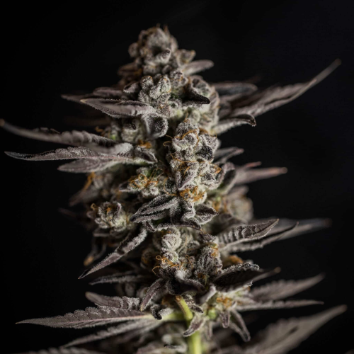 Expert Seeds - Blue Cheese