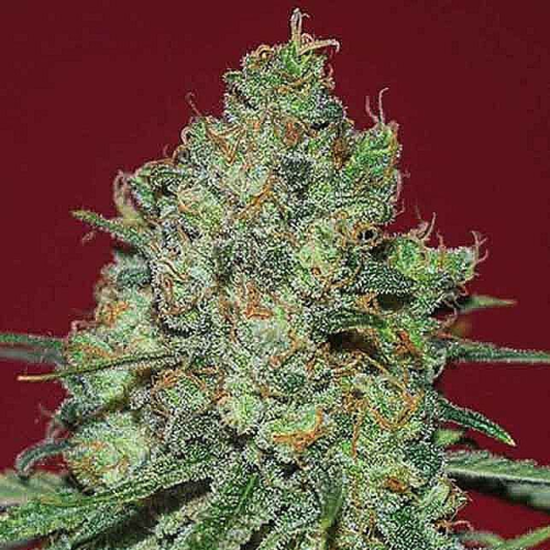 Expert Seeds - Clinical White CBD