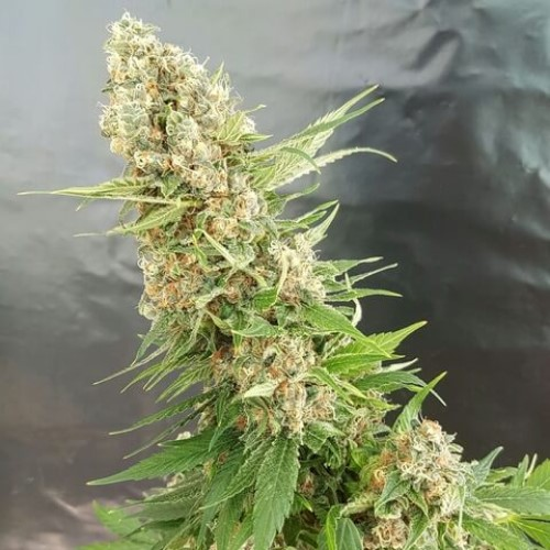 Expert Seeds - Critical Gorilla