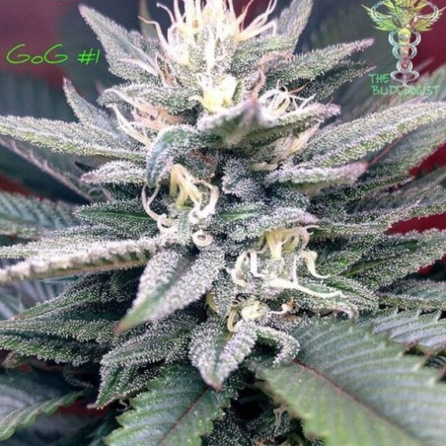 Expert Seeds - Gorilla SFV OG