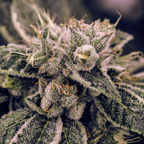 Expert Seeds - Northern Lights