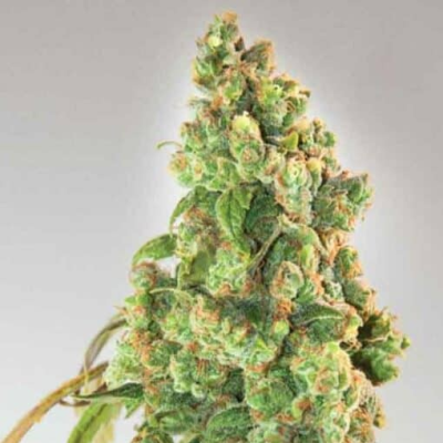 Expert Seeds - Nurse Lilly CBD