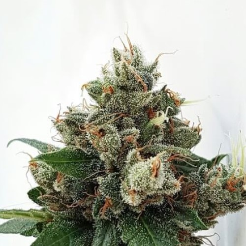 Expert Seeds - Respect 4 Gorilla
