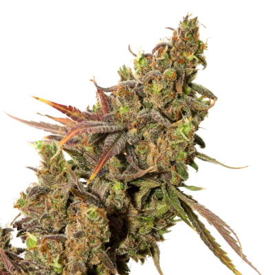 Expert Seeds - White Gold