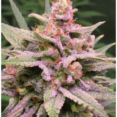 Expert Seeds - ZkittleZ Glue