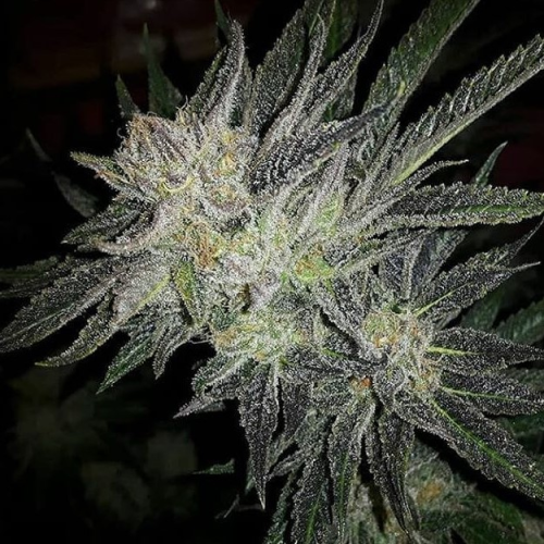 Expert Seeds - Gorilla x White Widow