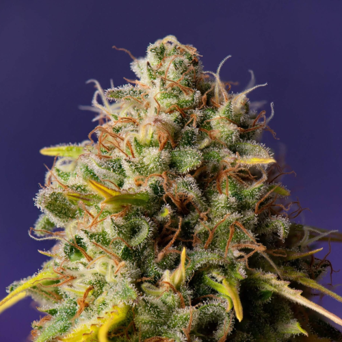 Expert Seeds - Northern Lights x Big Bud Auto