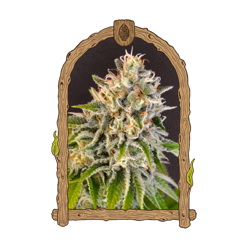 Exotic Seed - Exotic Biscotti