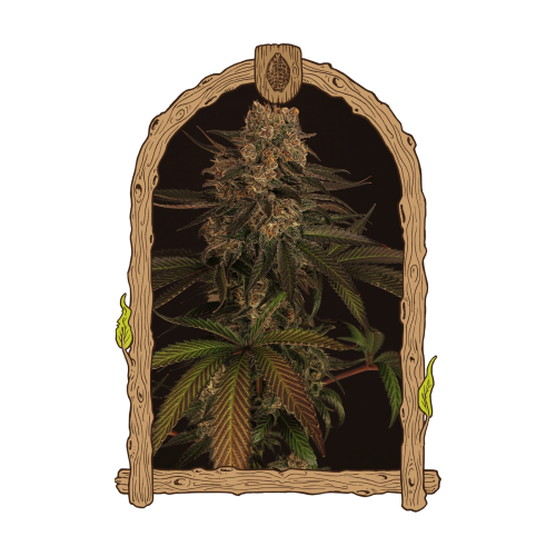 Exotic Seed - Exotic Colours