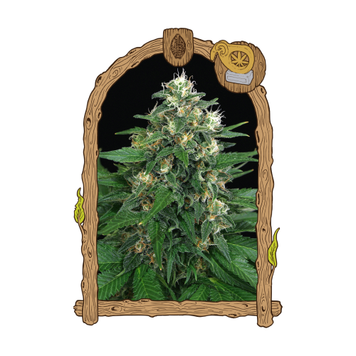 Exotic Seed - Exotic Thai