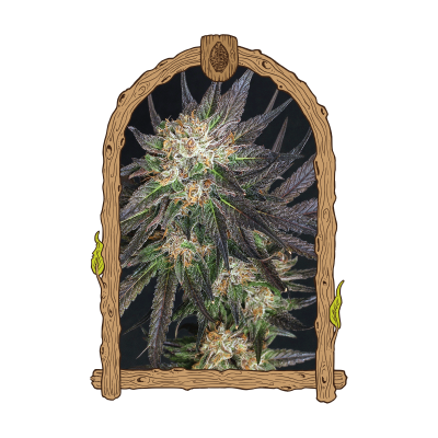 Exotic Seed - Georgia Cream