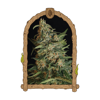 Exotic Seed - Green Gummy