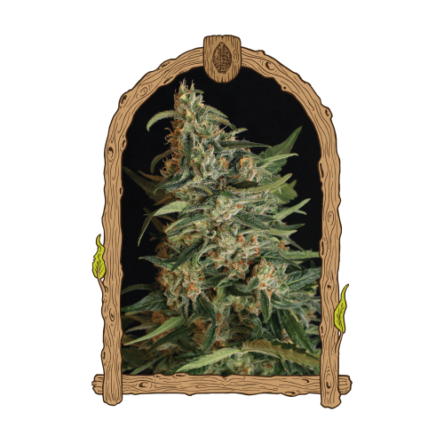 Exotic Seed - Green Gummy