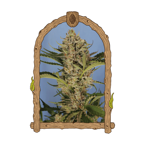 Exotic Seed - Herz OG Auto