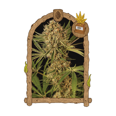 Exotic Seed - Herz OG