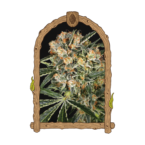 Exotic Seed - Hippie Therapy CBD