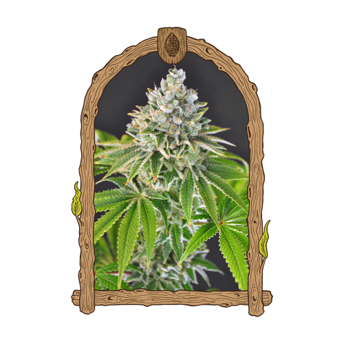 Exotic Seed - Artic Flurry