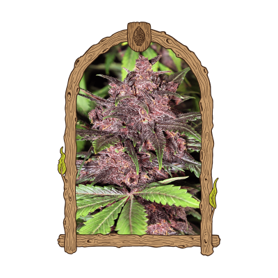 Exotic Seed - Black Haze Auto