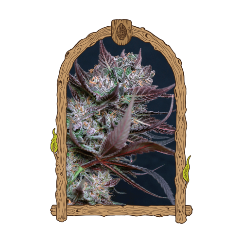 Exotic Seed - Black Lemon