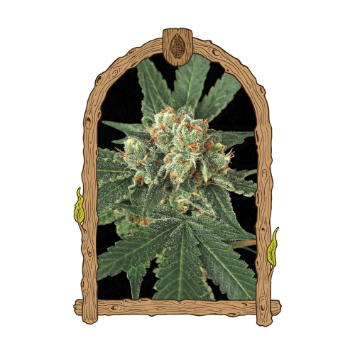 Exotic Seed - Blue Monkey